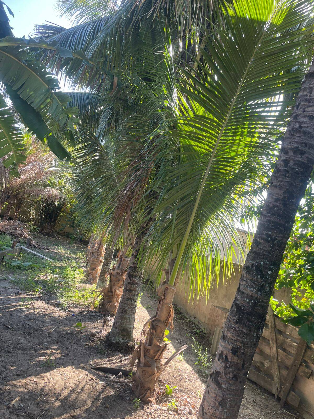 Terreno, 437 m² - Foto 2